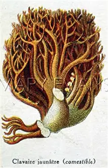 Clavaria: Funghi