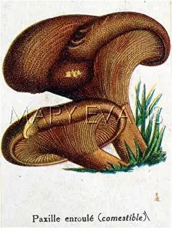 Peziza: Funghi