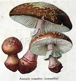 Amanita: Funghi