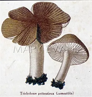 Tricholoma: Funghi