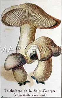 Delicacy: Funghi