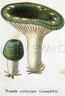 Russula: Funghi