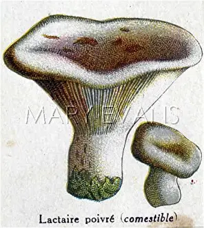 Lactarius: Funghi