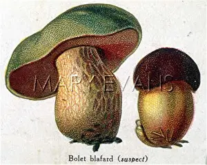 Boletus: Funghi