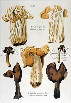 Helvella: Funghi