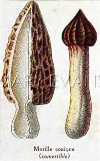 Morchella: Funghi