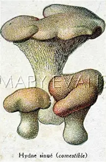 Hydnum: Funghi