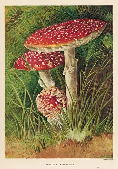 Agaricus: FUNGHI/AGARICUS