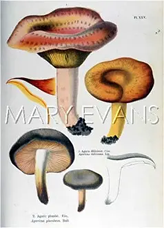 Cordier: FUNGHI/CORDIER 25 1876