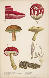 Honeycomb: FUNGHI/MUSHROOMS 1869