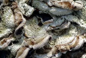 Mould: Fungi in the Wildlife Garden