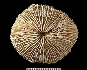 Bryozoan: Fungia, coral
