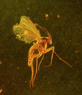 Translucent: Fungus gnat in amber