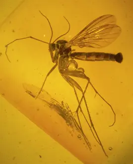 Palaeogene: Fungus gnat in amber