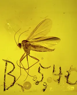 Translucent: Fungus gnat in amber