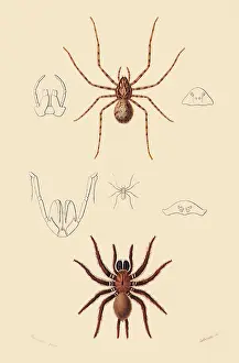 Arthropods: Funnel Web Mygalomorph and Spitting Spider