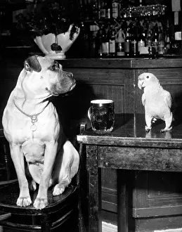 Ventures: When fur and feather are friends