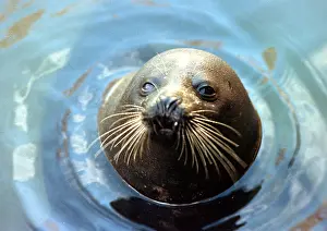 Celebrated: Fur seal, 1995