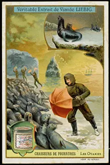 Favoured: FUR - SEAL HUNTING