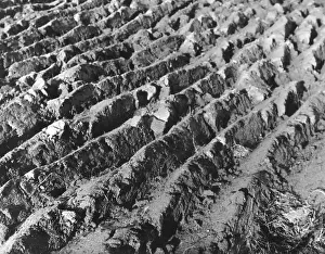 Furrows: THE FURROWED EARTH