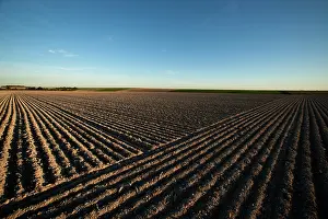 Furrows: Furrows in a field