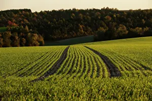 Furrows: Furrows in a field