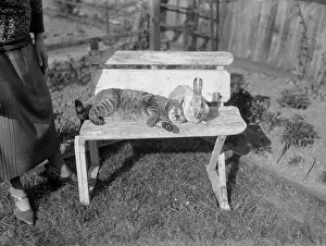 Bedfellows: FURRY FRIENDS
