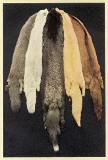 Skinned: FURS FOR FASHION 1931