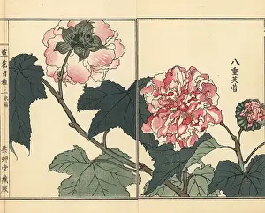 Mutabilis: Fuyou or double-petaled cotton rose, Hibiscus mutabilis