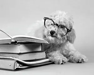 Siting: Fuzzy Poodle White Wearing Human