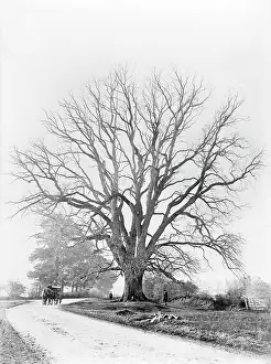 Immortalised: The Fyfield Elm