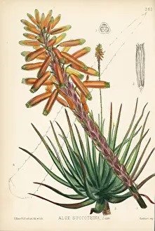Fynbos: Fynbos aloe, Aloe succotrina