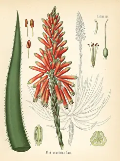 Aloe: Fynbos aloe, Aloe succotrina