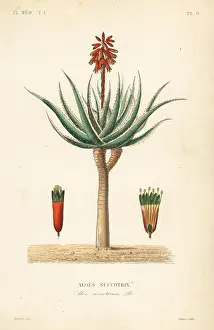 Aloe: Fynbos aloe, Aloe succotrina