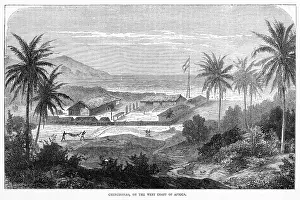 Gabon: GABON CHINCHONA