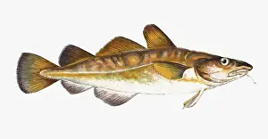 Variable: Gadus callarias, Baltic or Variable Cod