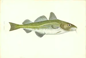 Gadidae: Gadus morhua, cod