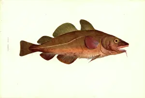 Gadidae: Gadus morhua, cod