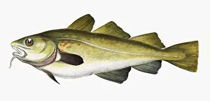 Gadus: Gadus morhua, or Cod