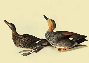 Anas: Gadwall, Anas strepera