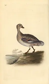 Strepera: Gadwall (female), Anas strepera