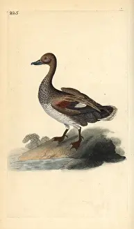 Strepera: Gadwall (male), Anas strepera
