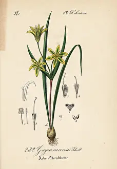 Arvensis: Gagea minima