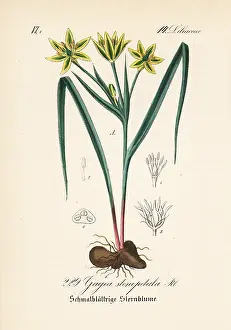 Pratensis: Gagea pratensis