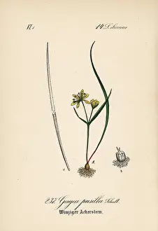 Pusilla: Gagea pusilla