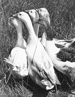 Gaggle: GAGGLE OF GEESE