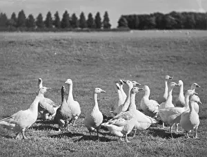 Gaggle: GAGGLE OF GEESE