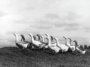 Gaggle: A GAGGLE OF GEESE