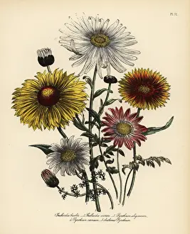 Bicolor: Gaillardia and Pyrethrum species