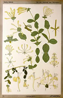 Terrarium: Gaisblatt (Honeysuckle) by Kolb and Gmelich